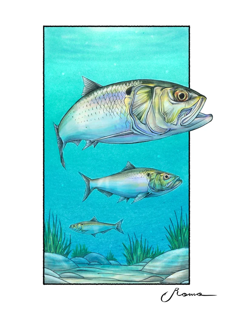 American Shad