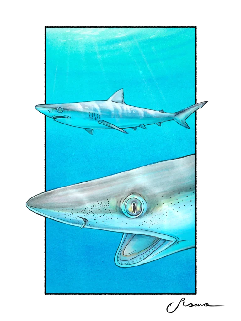Atlantic Sharpnose Shark