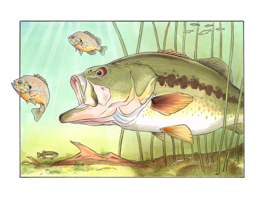 Largemouth Bass Chasing Pumpkinseed - Fine Art Prints