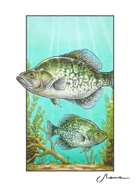 Black Crappie - Giclee Prints