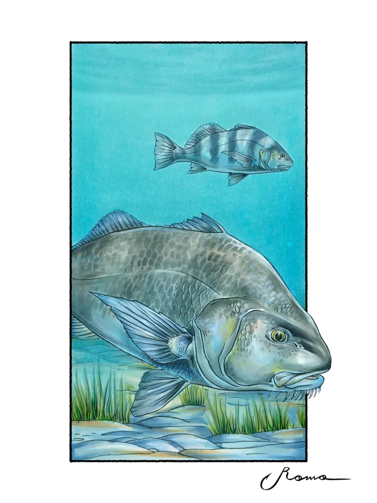 Black Drum