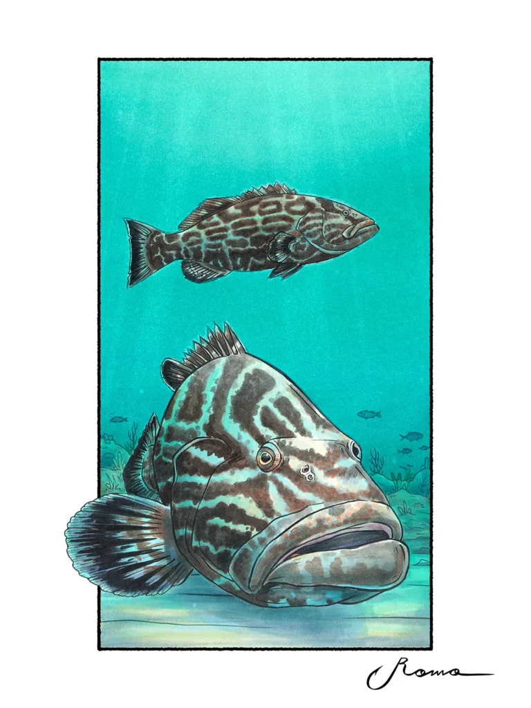 Black Grouper