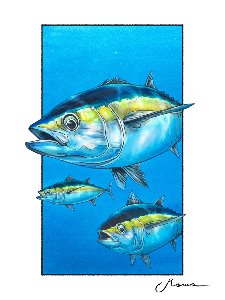 Blackfin Tuna