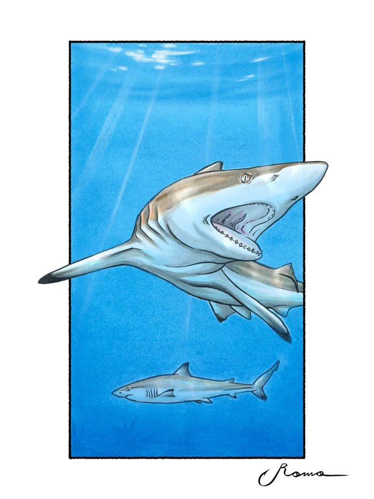 Blacktip Shark