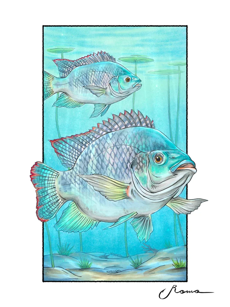 Blue Tilapia