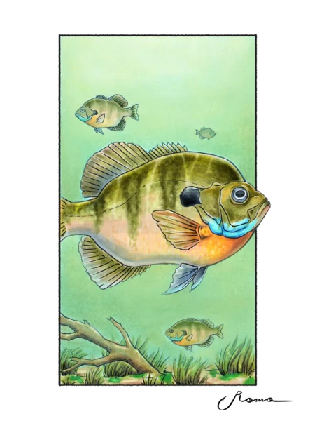 Bluegill - Giclee Prints