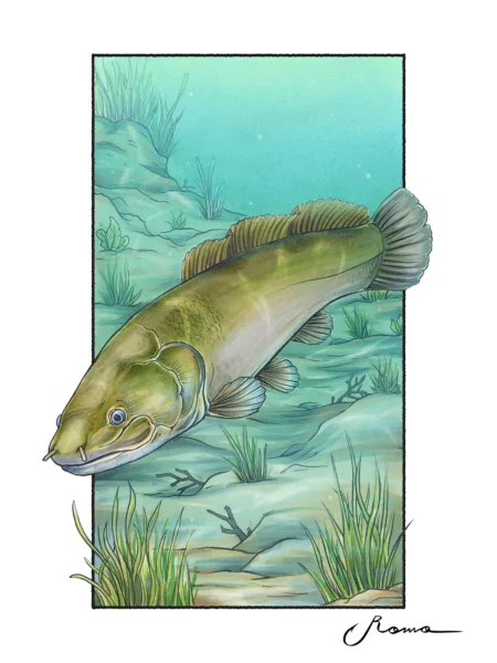 Bowfin - Giclee Prints