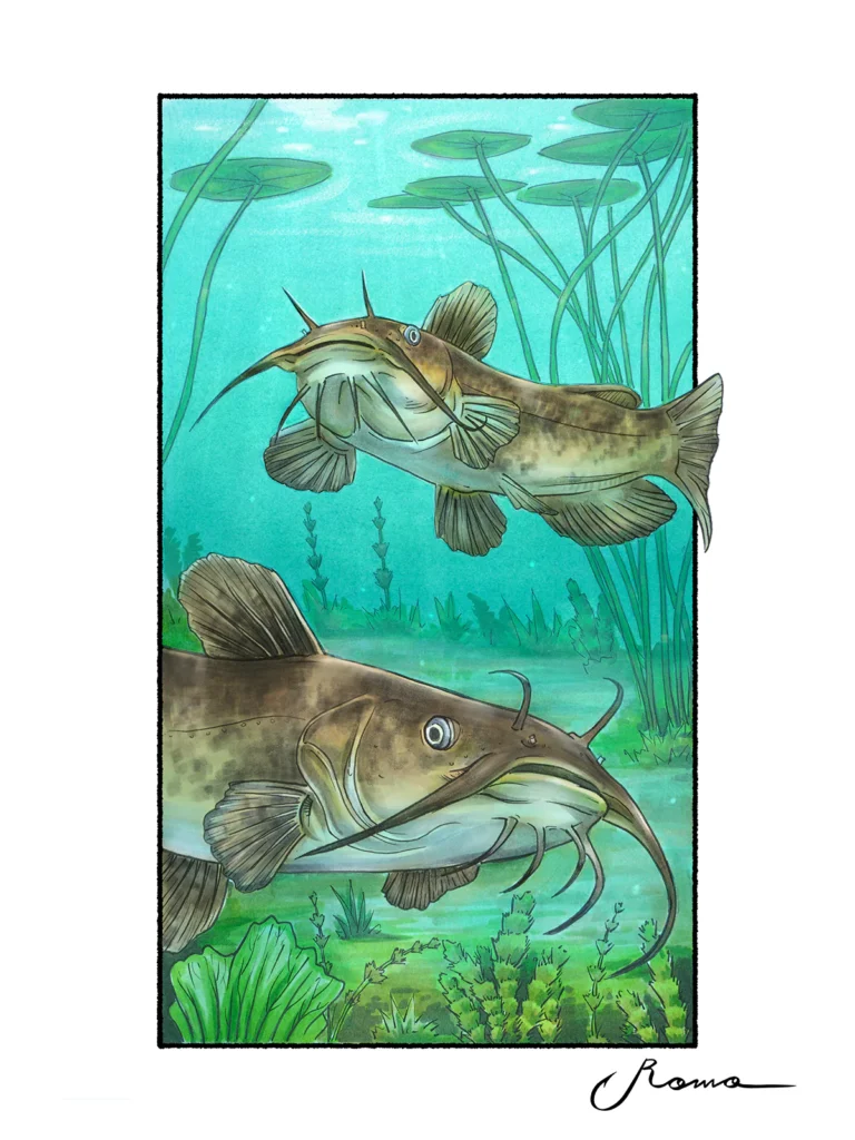 Brown Bullhead Catfish