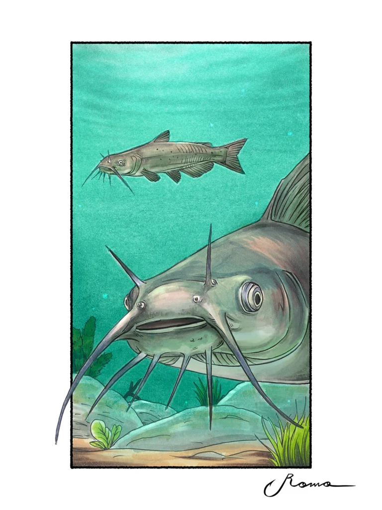 Channel Catfish