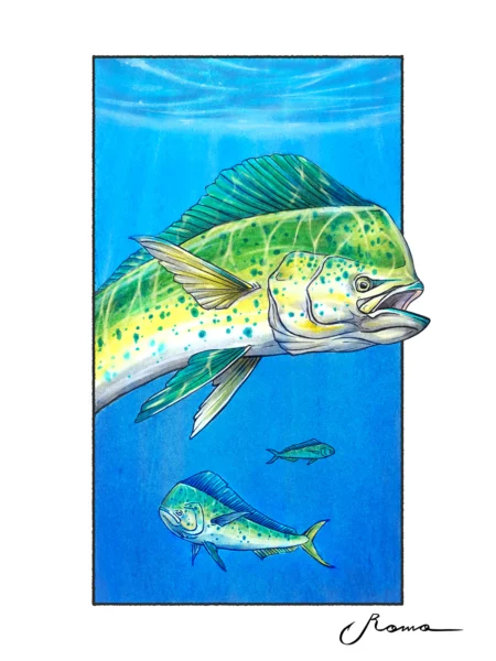 Dorado / Mahi - Giclee Prints