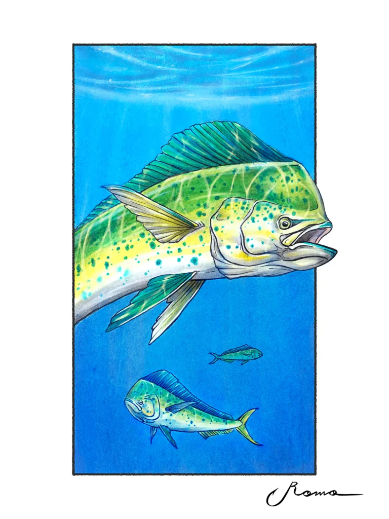 Dorado / Mahi