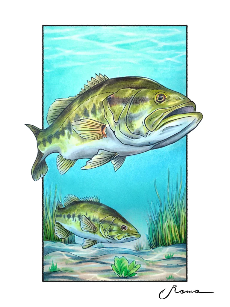 Florida_Bass
