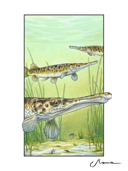 Florida Gar - Giclee Prints