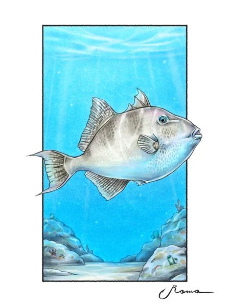 Gray Triggerfish - Giclee Prints
