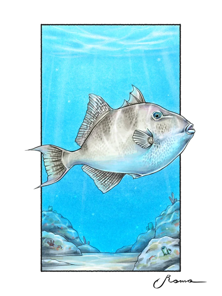 Grey Triggerfish
