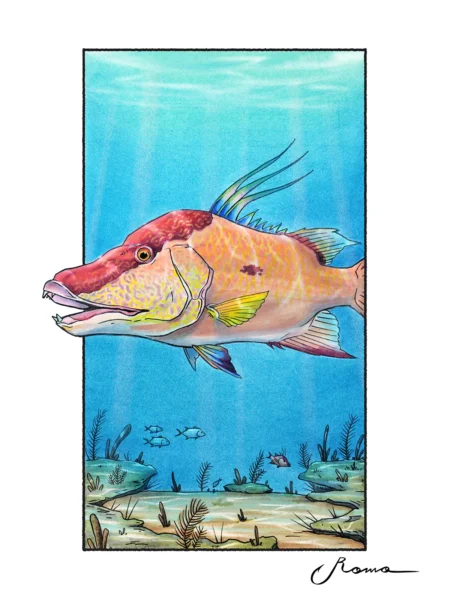 Hogfish - Giclee Prints