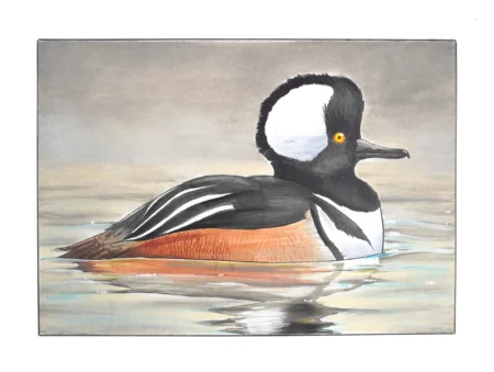 Hooded Merganser Original Drawing
