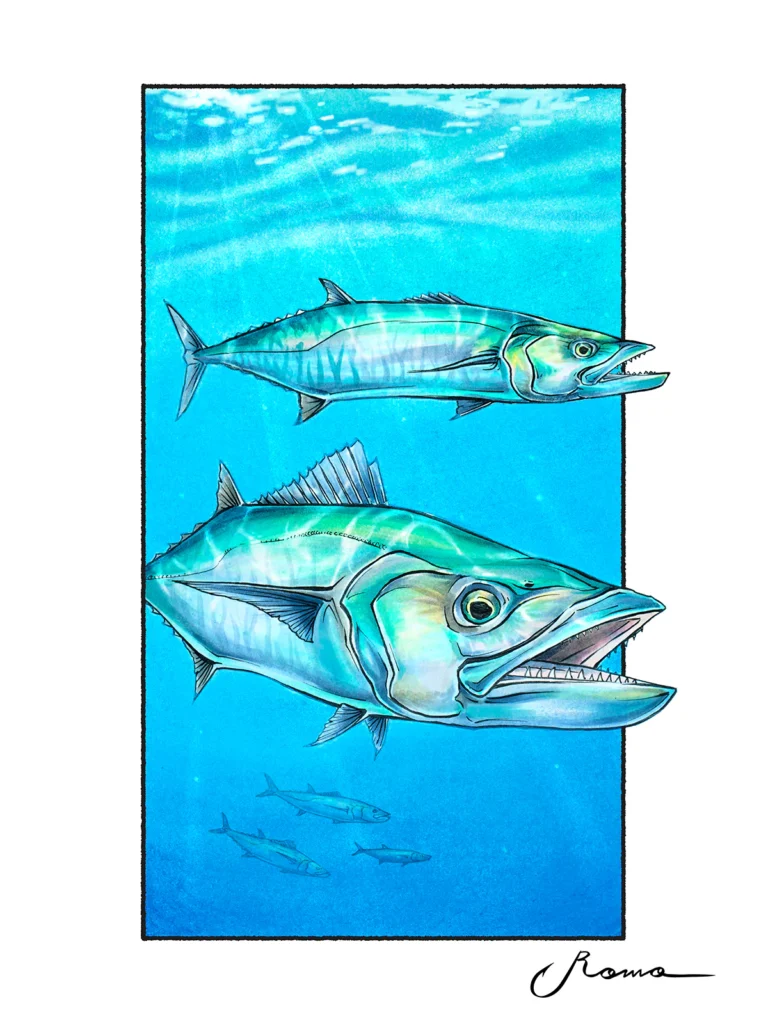 Kingfish
