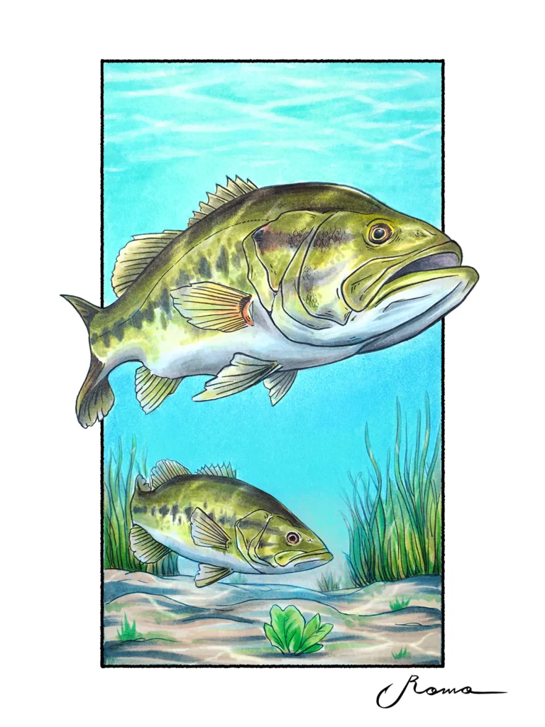 Florida Bass