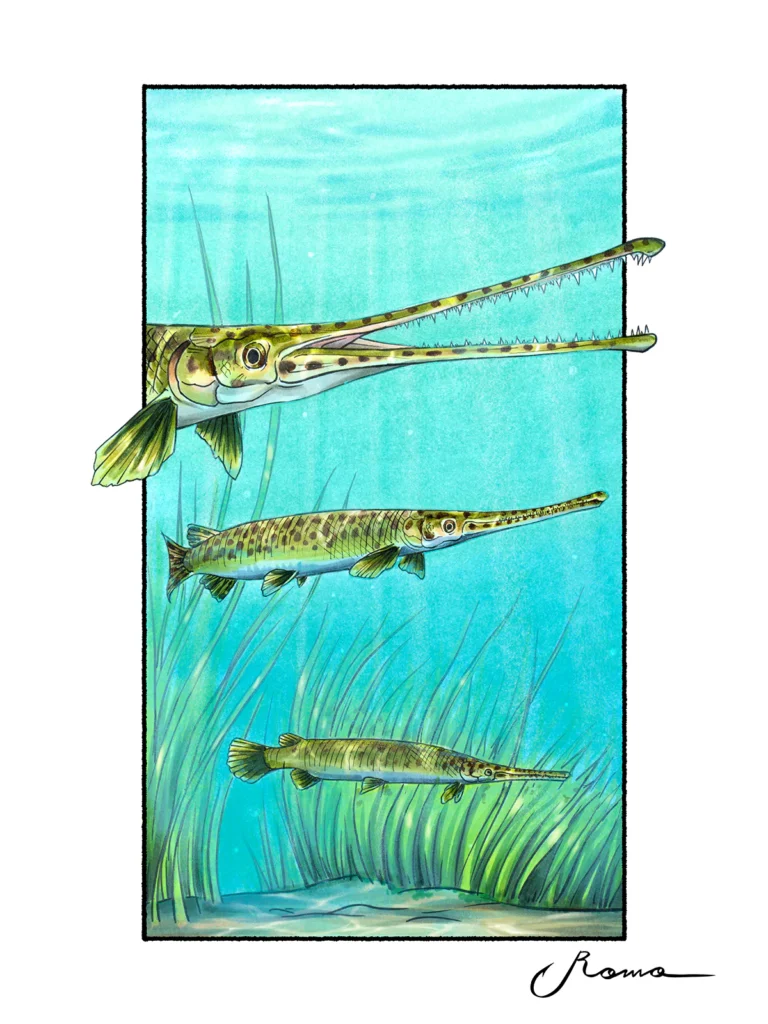 Longnose Gar