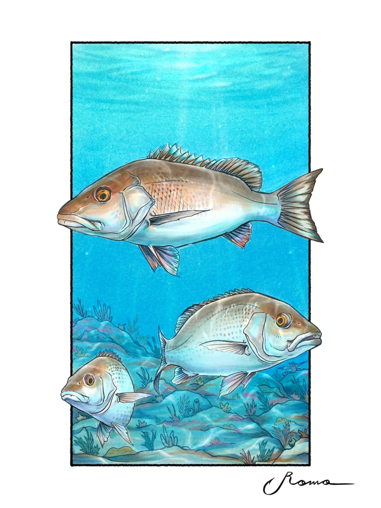 Mangrove Snapper