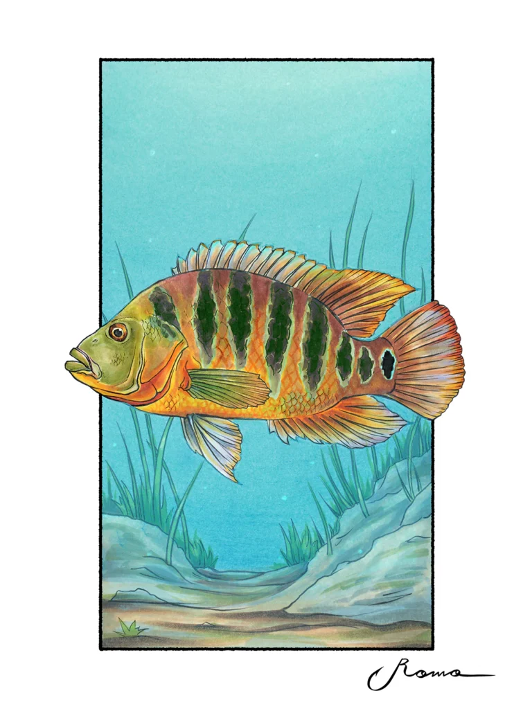 Mayan Cichlid