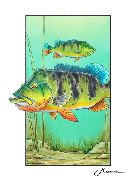 Peacock Bass - Giclee Prints