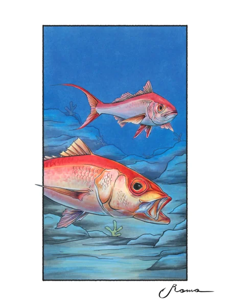 Queen Snapper - Giclee Prints