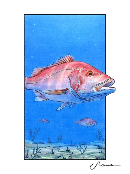 Red Snapper - Giclee Prints