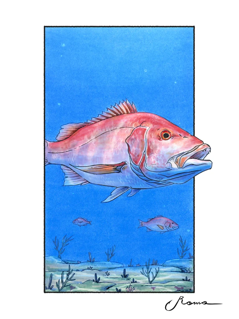 Red Snapper