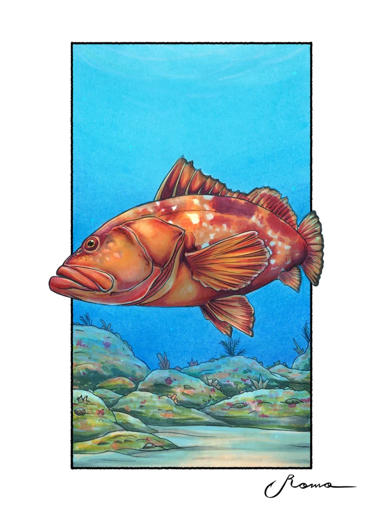 Red Grouper