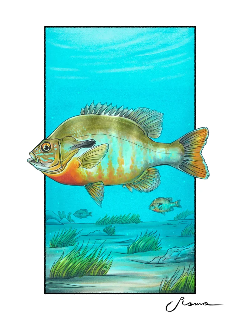Redbreast Sunfish