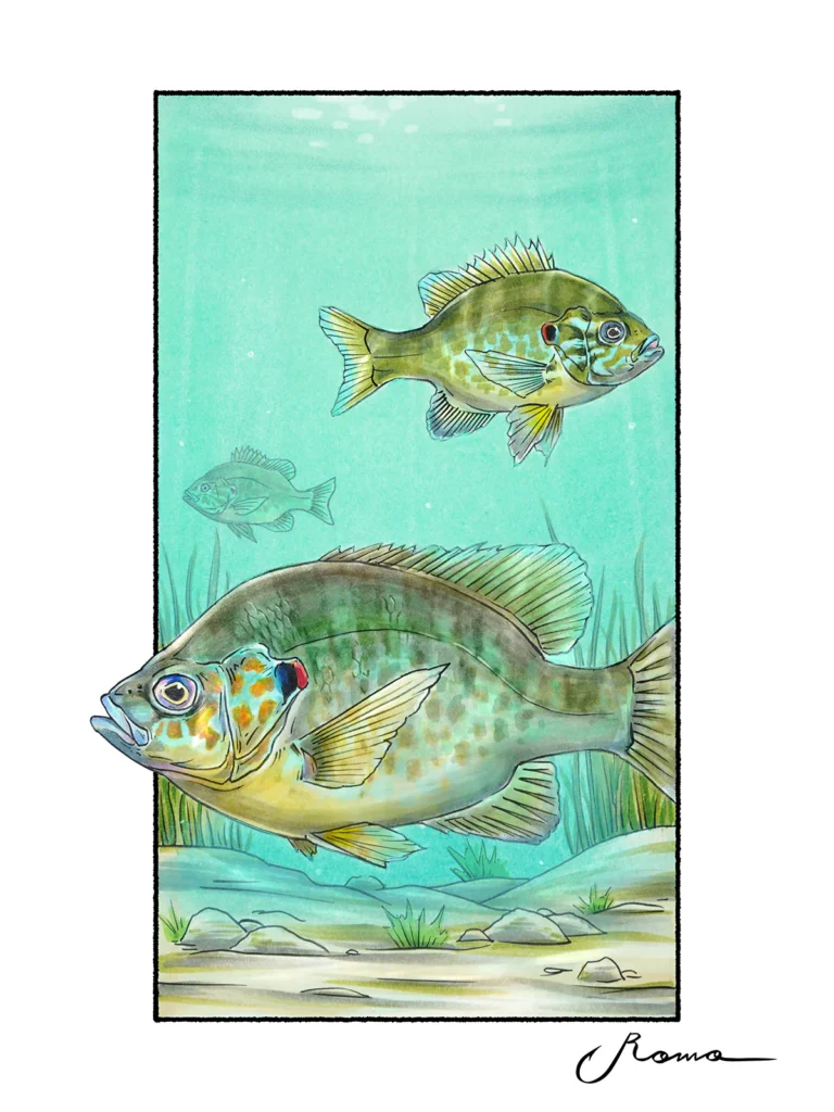 Redear Sunfish