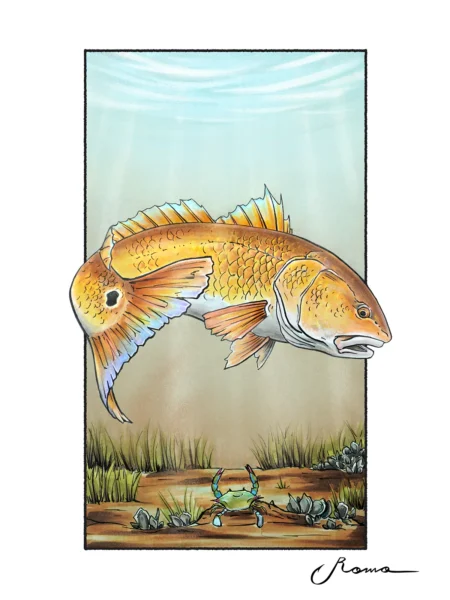 Redfish - Giclee Prints