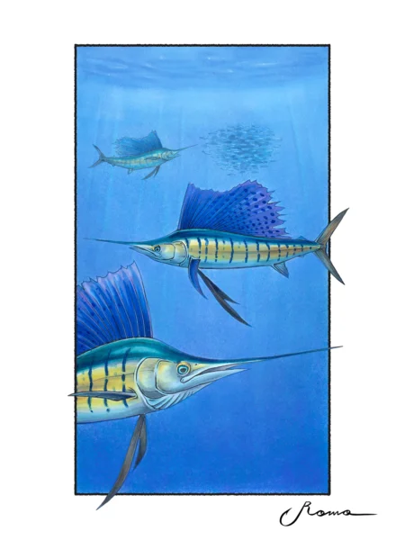 Atlantic Sailfish - Giclee Prints