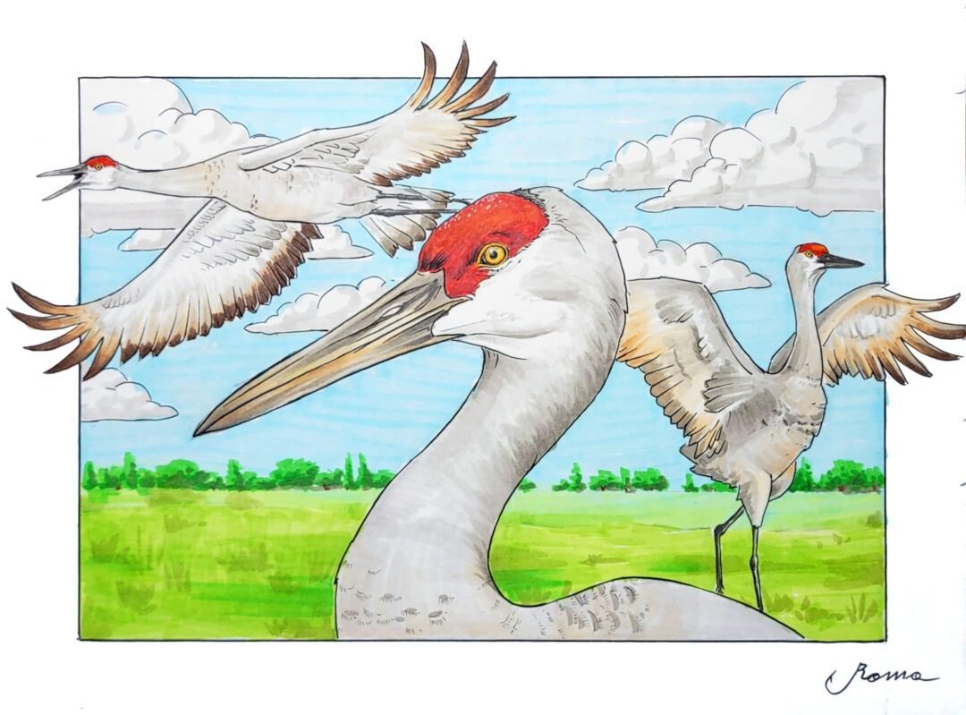 Sandhill Cranes Original Drawing