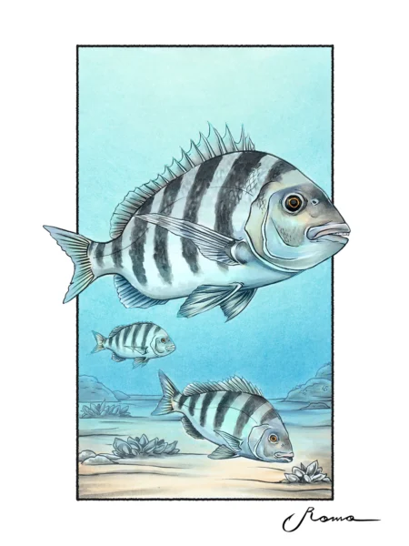 Sheepshead - Giclee Prints