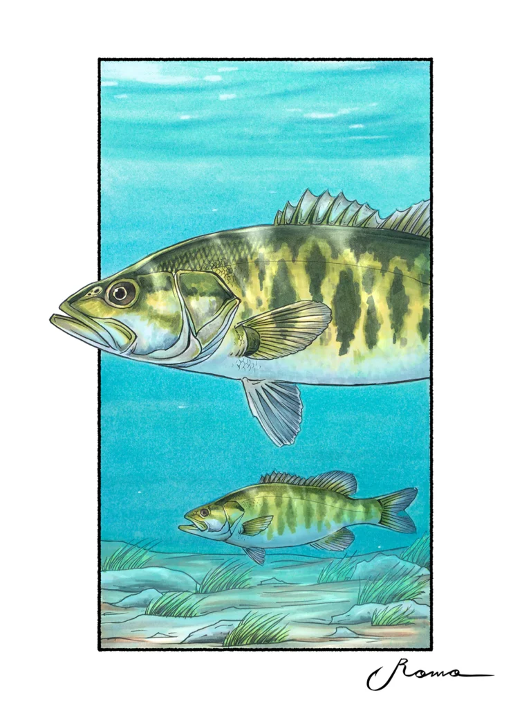 Shoal Bass