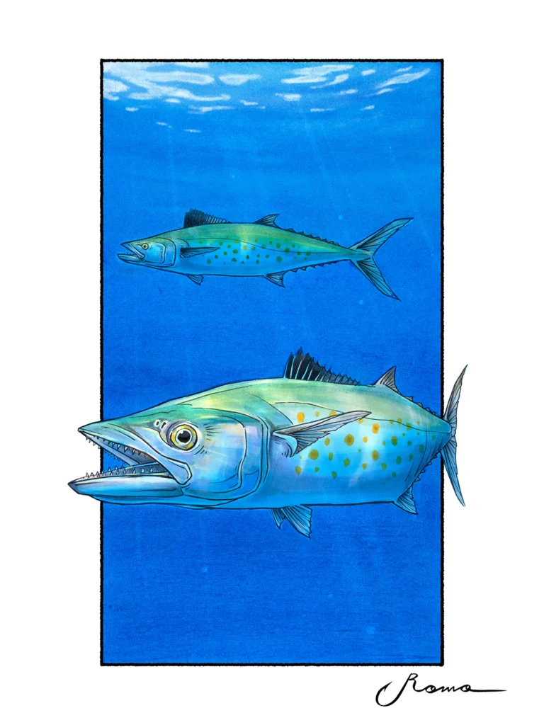 Spanish Mackerel