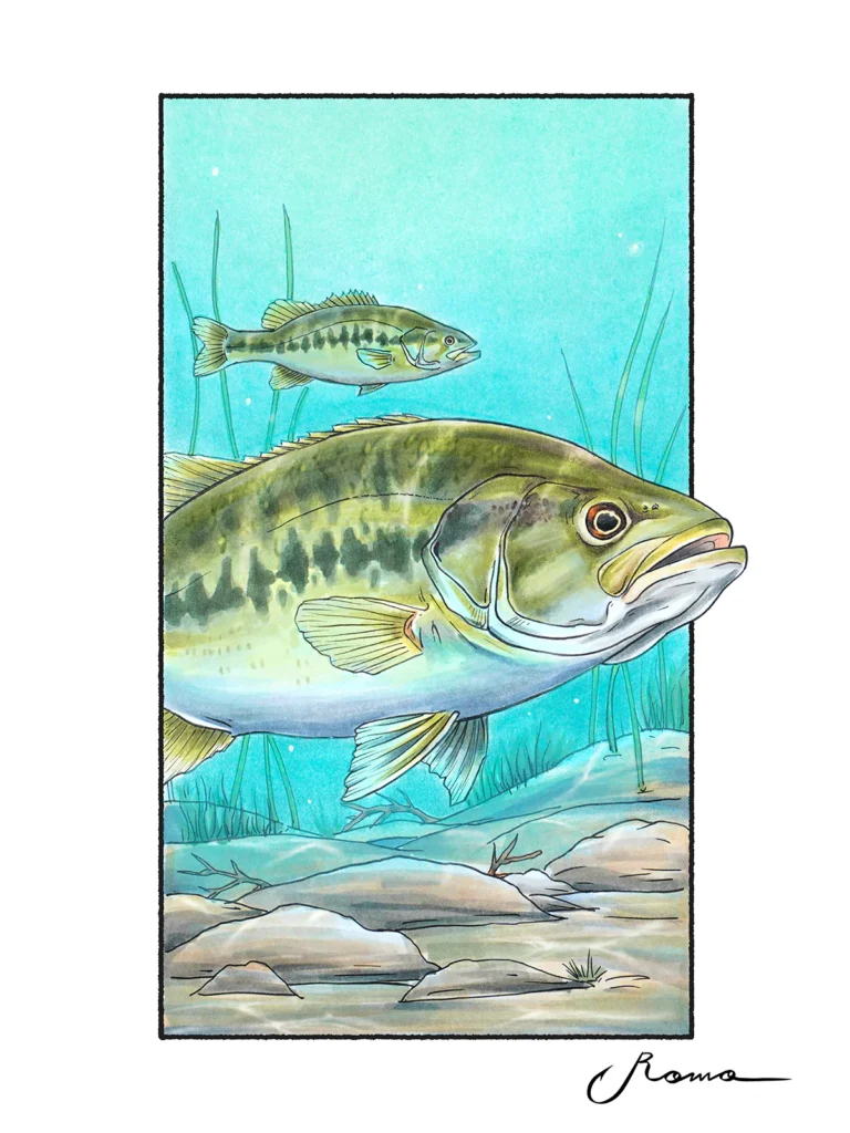 Spotted Bass