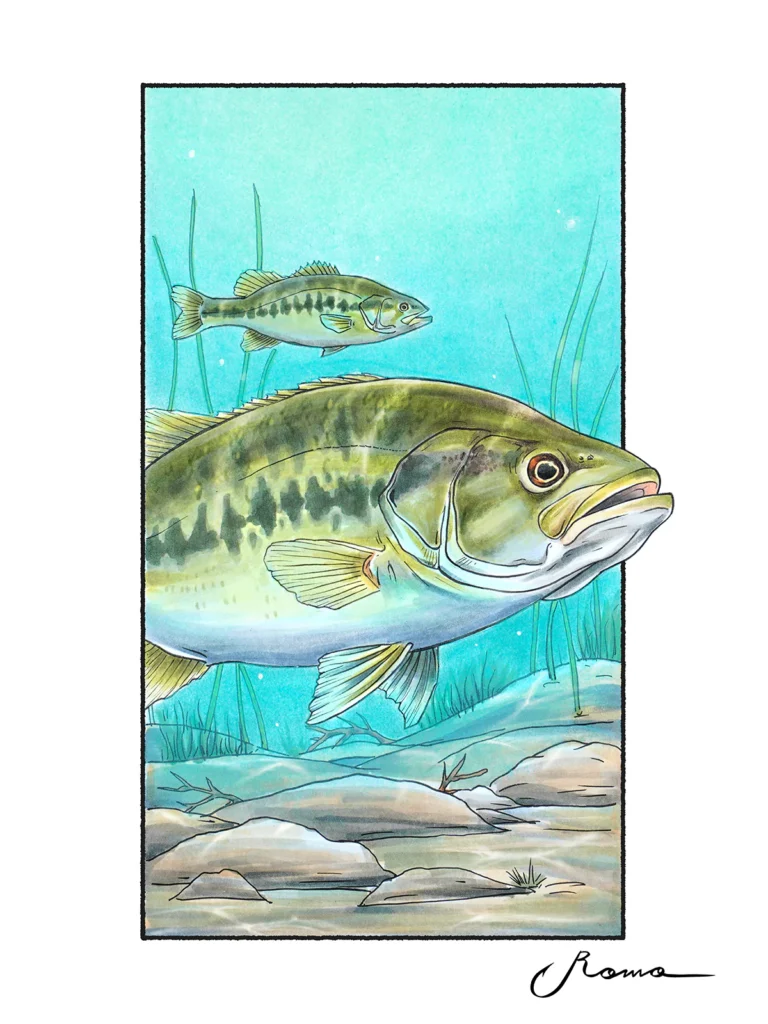 Spotted Bass