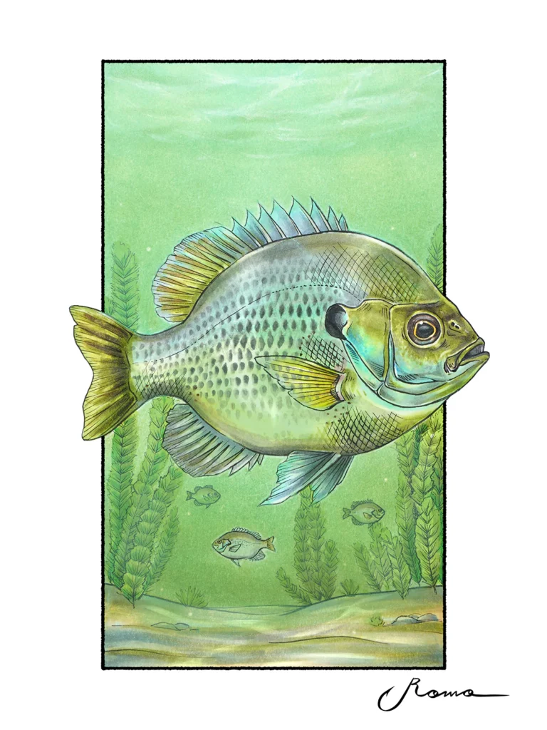 Spotted Sunfish