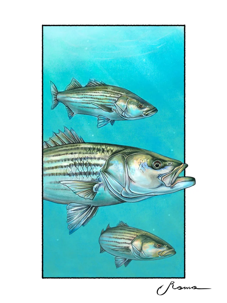 Striped Bass
