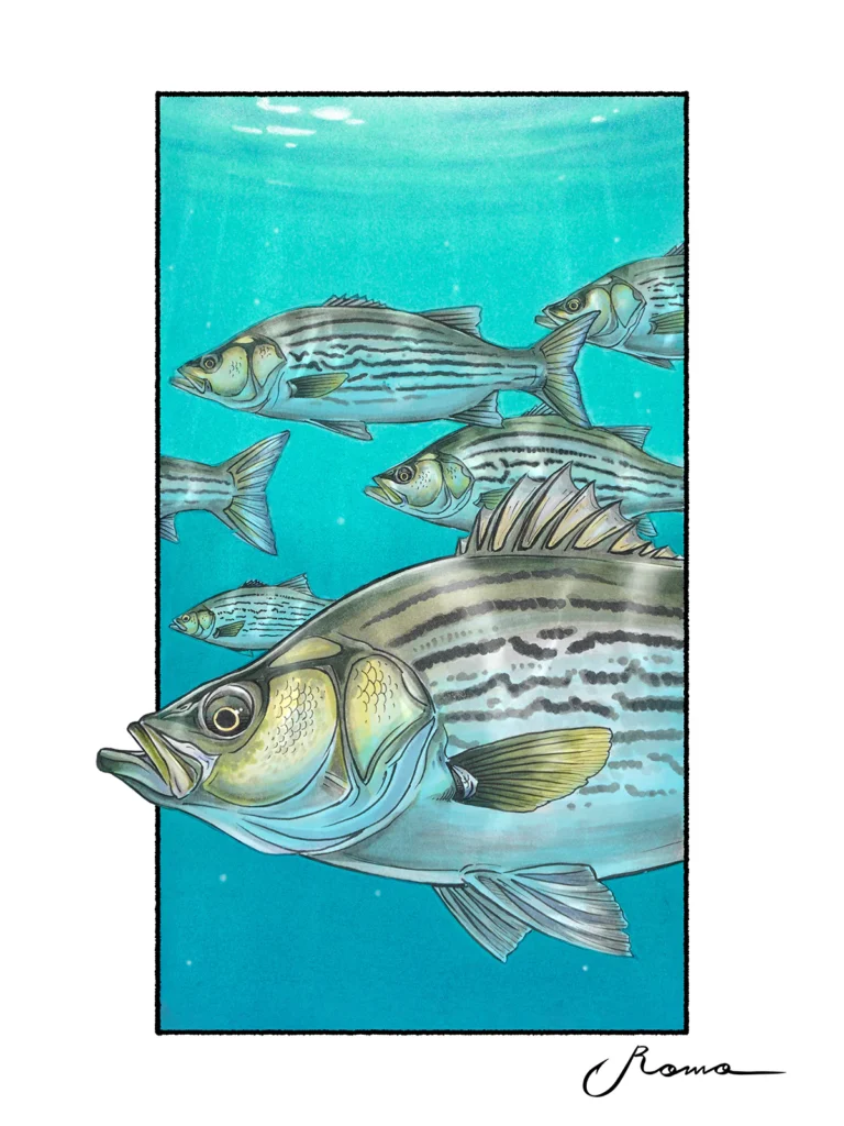 Sunshine Bass