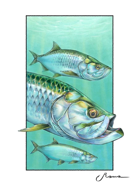 Tarpon - Giclee Prints