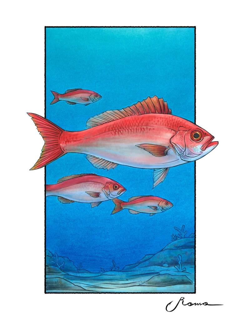 Vermillion Snapper