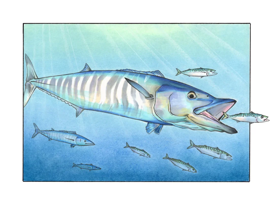 Wahoo Chasing Mackerel - Fine Art Prints