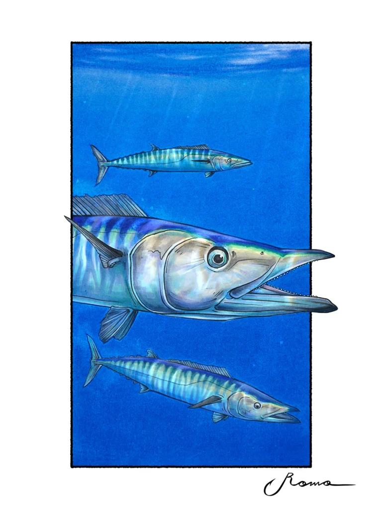 Wahoo
