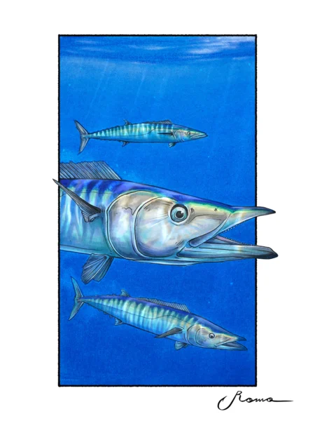 Wahoo - Giclee Prints