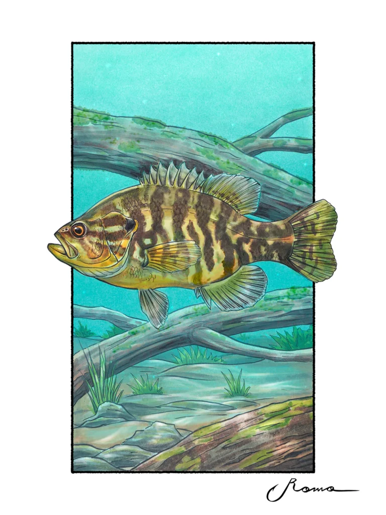 Warmouth